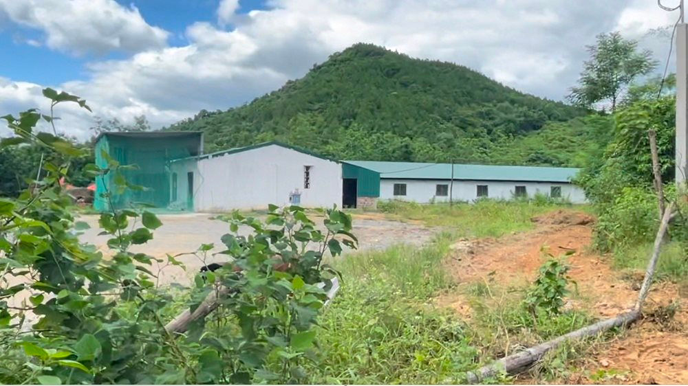 trang trại chăn nuôi heo