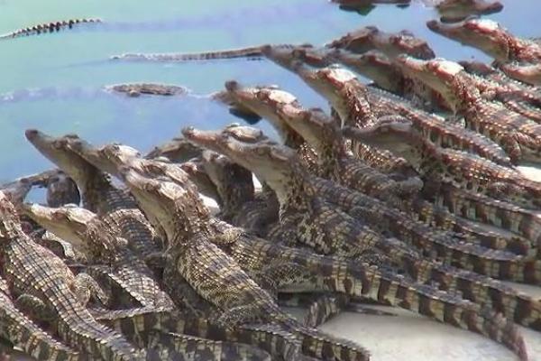 Triển vọng và giới thiệu về dự án nuôi cá sấu lấy da và thịt