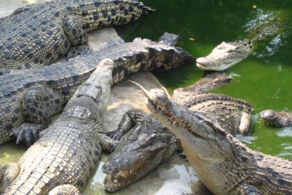 Triển vọng về dự án nuôi cá sấu lấy da và thịt