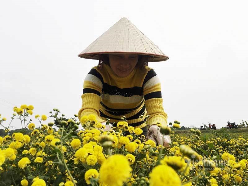 Trồng hoa cúc Trồng hoa cúc