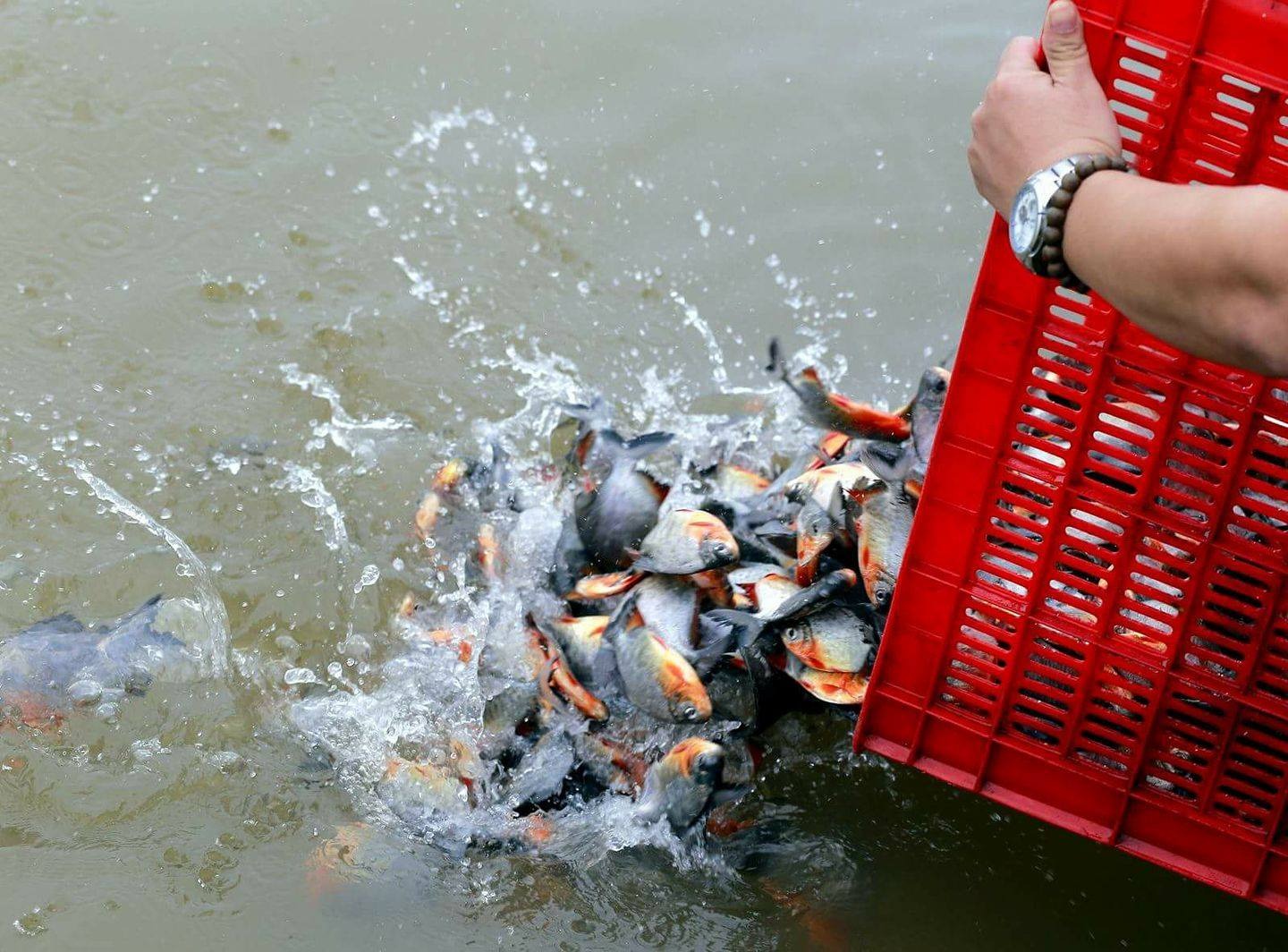 Bài Cúng Rằm Tháng Giêng 2026 Văn Khấn Gia Tiên & Thần Linh Bài Cúng Rằm Tháng Giêng 2026 Văn Khấn Gia Tiên & Thần Linh