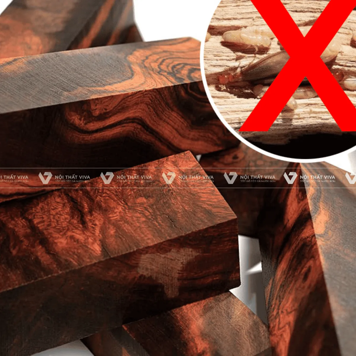 Gỗ lim là gỗ gì? Đặc điểm, ứng dụng và báo giá gỗ lim mới nhất  Gỗ lim là gỗ gì? Đặc điểm, ứng dụng và báo giá gỗ lim mới nhất