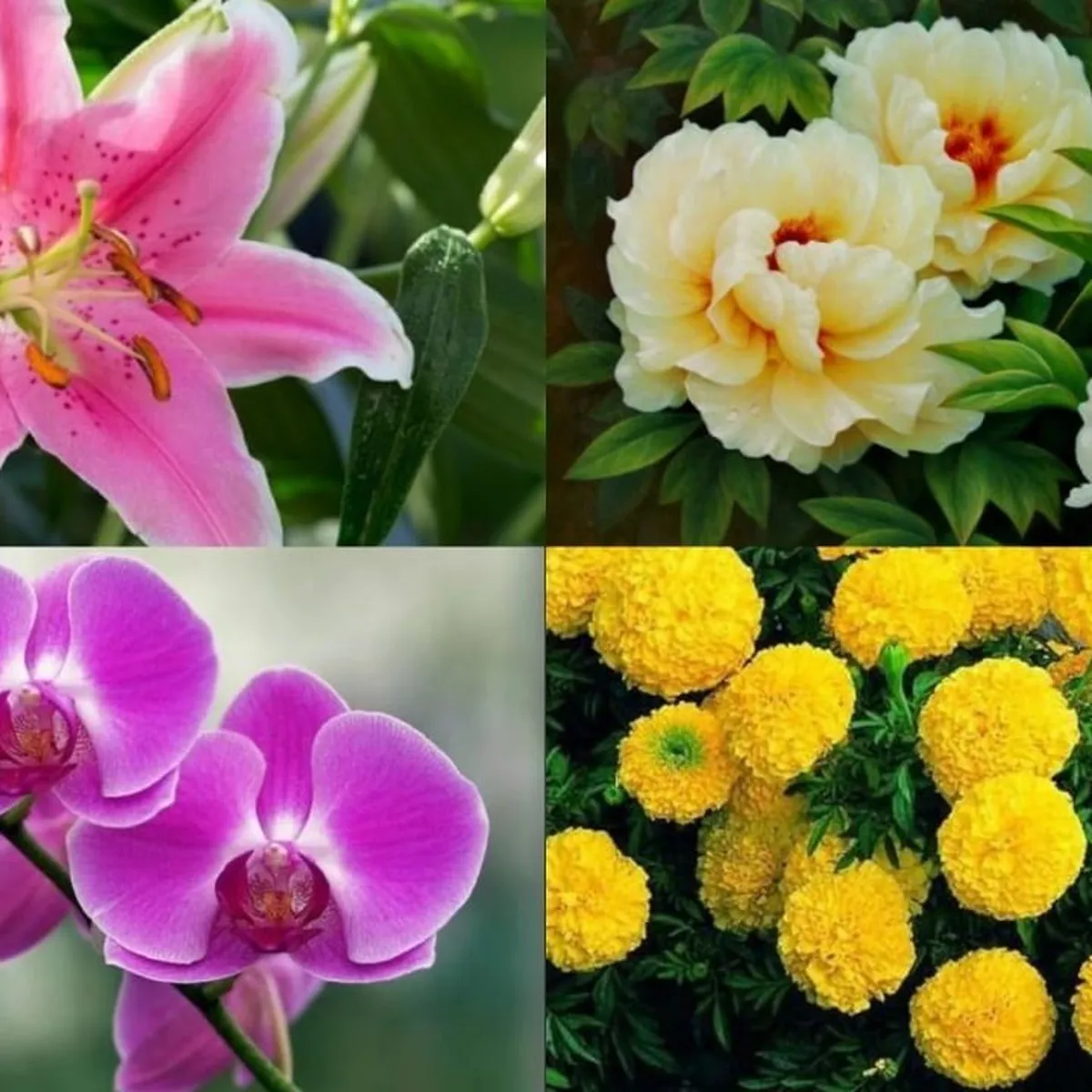 Bật Mí 9 Bông Chưng Bàn Thờ Ngày Tết Và Mẹo Giữ Hoa Để Bàn Thờ Lâu Tàn Bật Mí 9 Bông Chưng Bàn Thờ Ngày Tết Và Mẹo Giữ Hoa Để Bàn Thờ Lâu Tàn