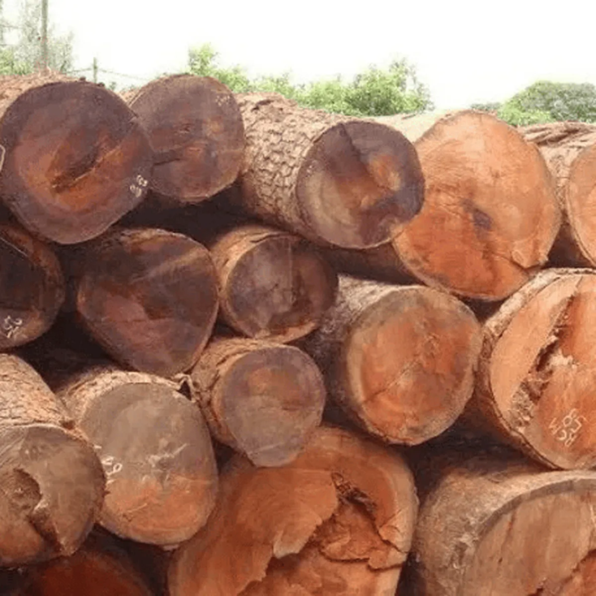 Gỗ gõ đỏ là gì? Từ A đến Z kiến thức về gỗ gõ đỏ  Gỗ gõ đỏ là gì? Từ A đến Z kiến thức về gỗ gõ đỏ