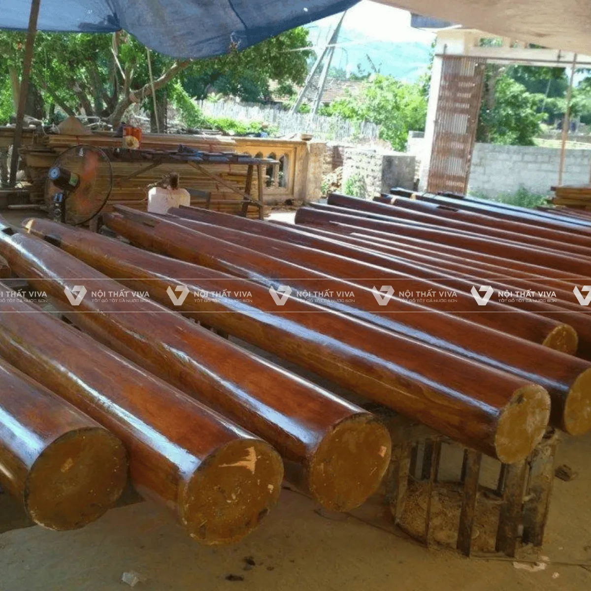 Gỗ lim là gỗ gì? Đặc điểm, ứng dụng và báo giá gỗ lim mới nhất  Gỗ lim là gỗ gì? Đặc điểm, ứng dụng và báo giá gỗ lim mới nhất