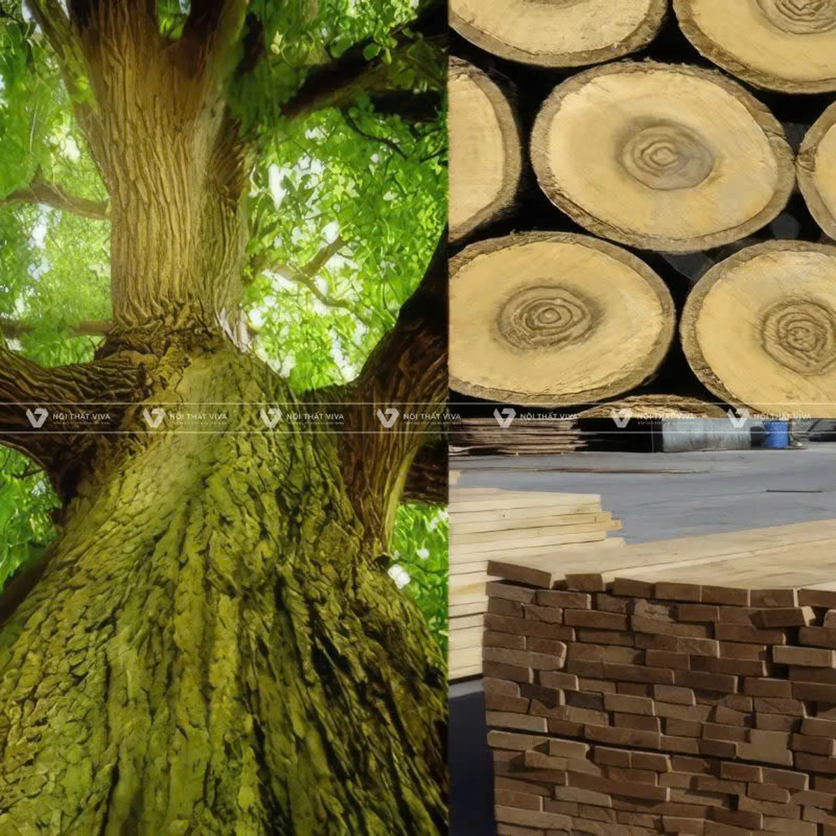 Gỗ sồi (Gỗ Oak): Phân loại và ứng dụng gỗ sồi trong thiết kế nội thất Gỗ sồi (Gỗ Oak): Phân loại và ứng dụng gỗ sồi trong thiết kế nội thất