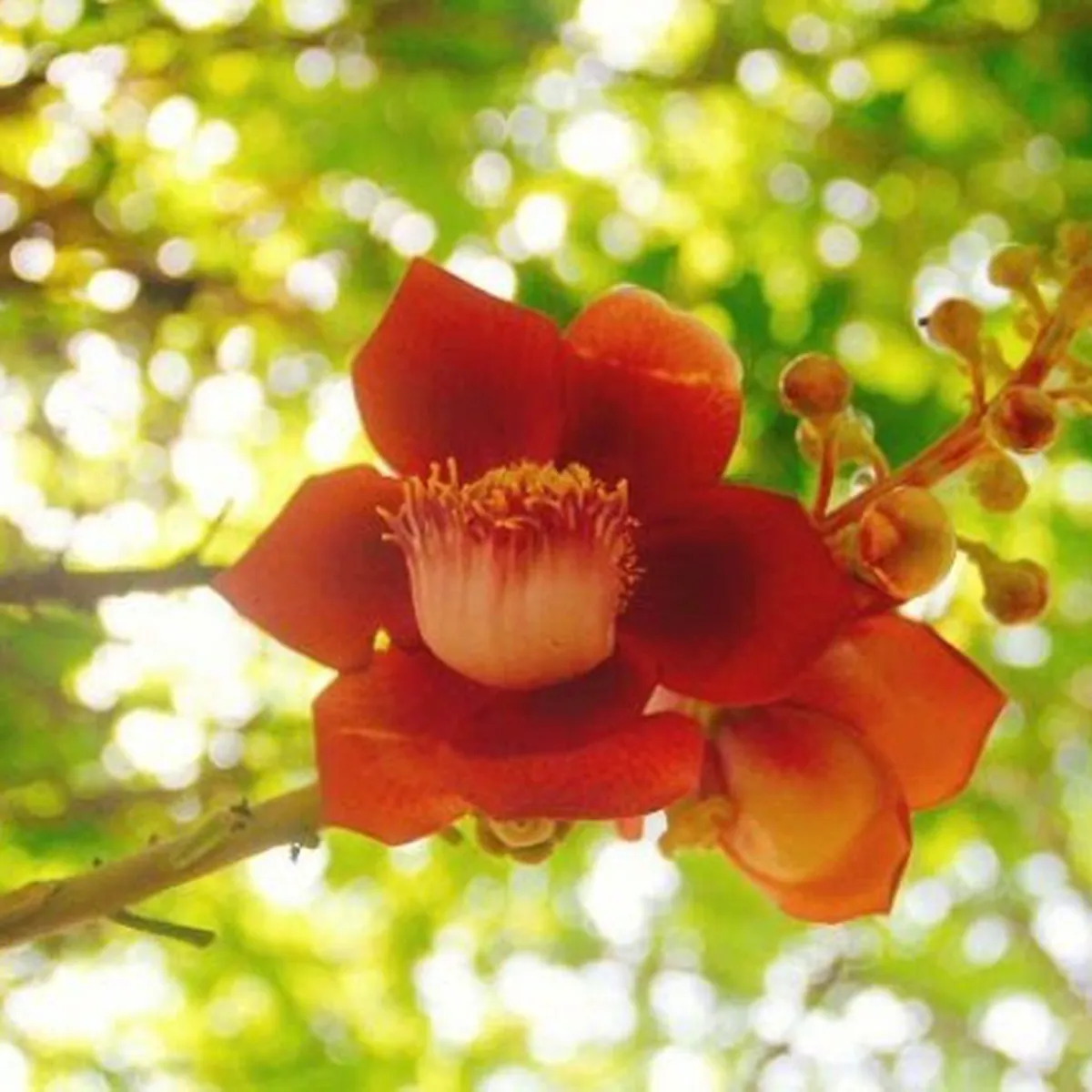 Hướng dẫn trồng cây theo phong thủy ở ban công phù hợp với hướng và mệnh Hướng dẫn trồng cây theo phong thủy ở ban công phù hợp với hướng và mệnh
