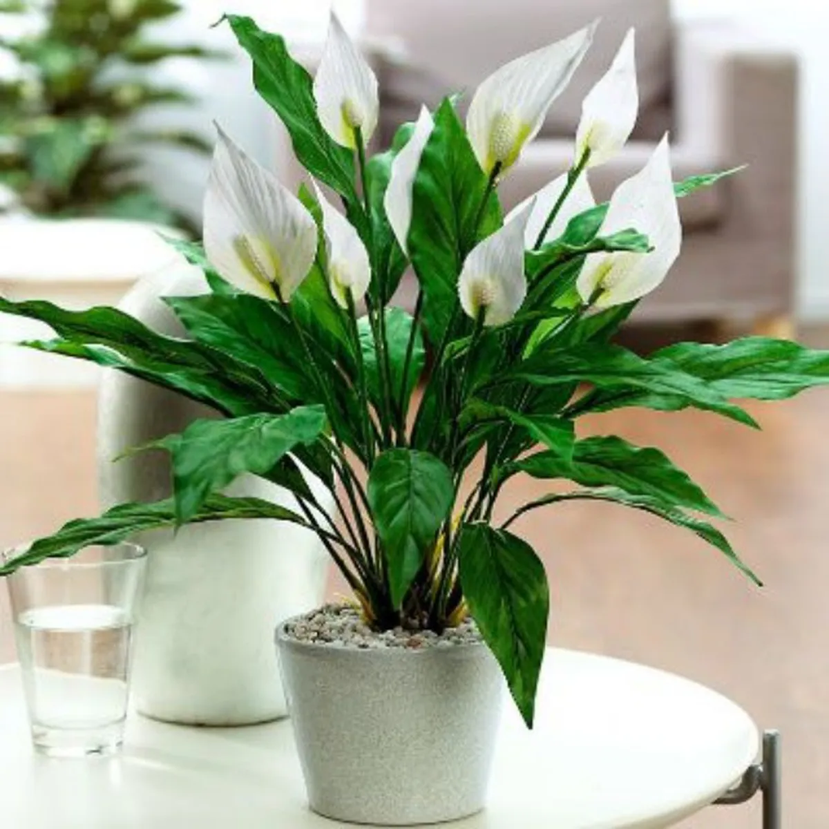Hướng dẫn trồng cây theo phong thủy ở ban công phù hợp với hướng và mệnh Hướng dẫn trồng cây theo phong thủy ở ban công phù hợp với hướng và mệnh