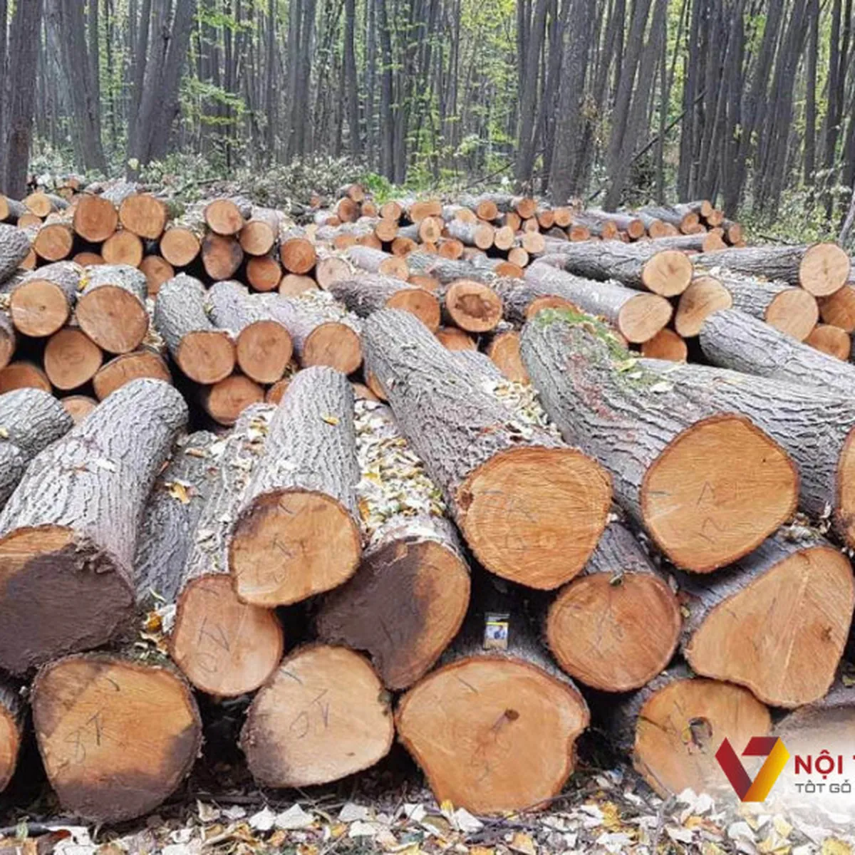 Kệ Sách Gỗ Tự Nhiên Kệ Sách Gỗ Tự Nhiên