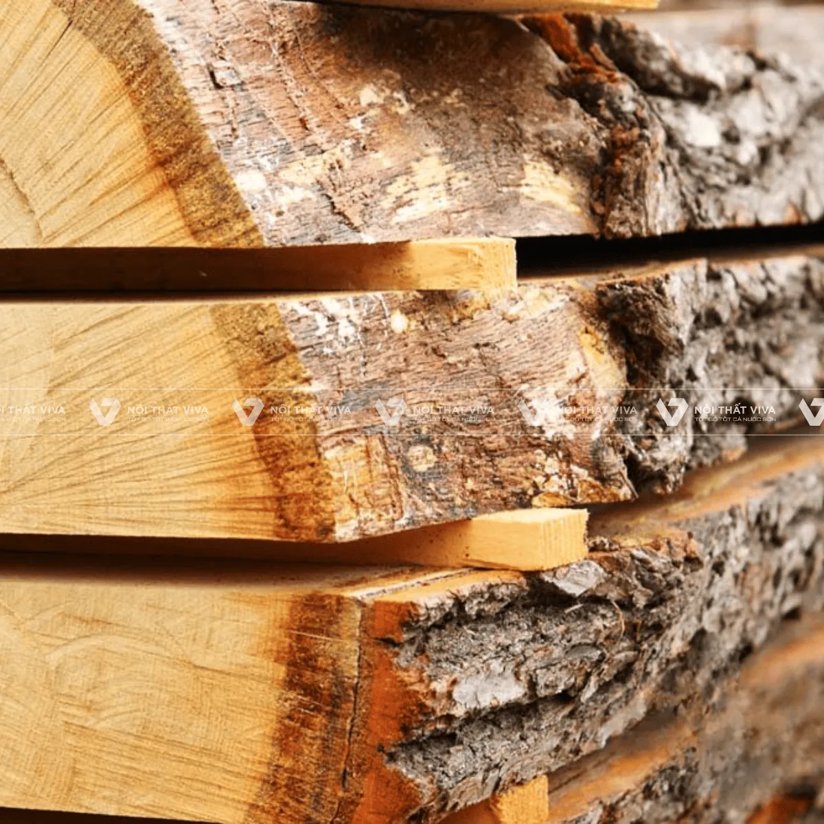 Top 10 loại gỗ tự nhiên phổ biến nhất và ưu, nhược điểm từng loại Top 10 loại gỗ tự nhiên phổ biến nhất và ưu, nhược điểm từng loại
