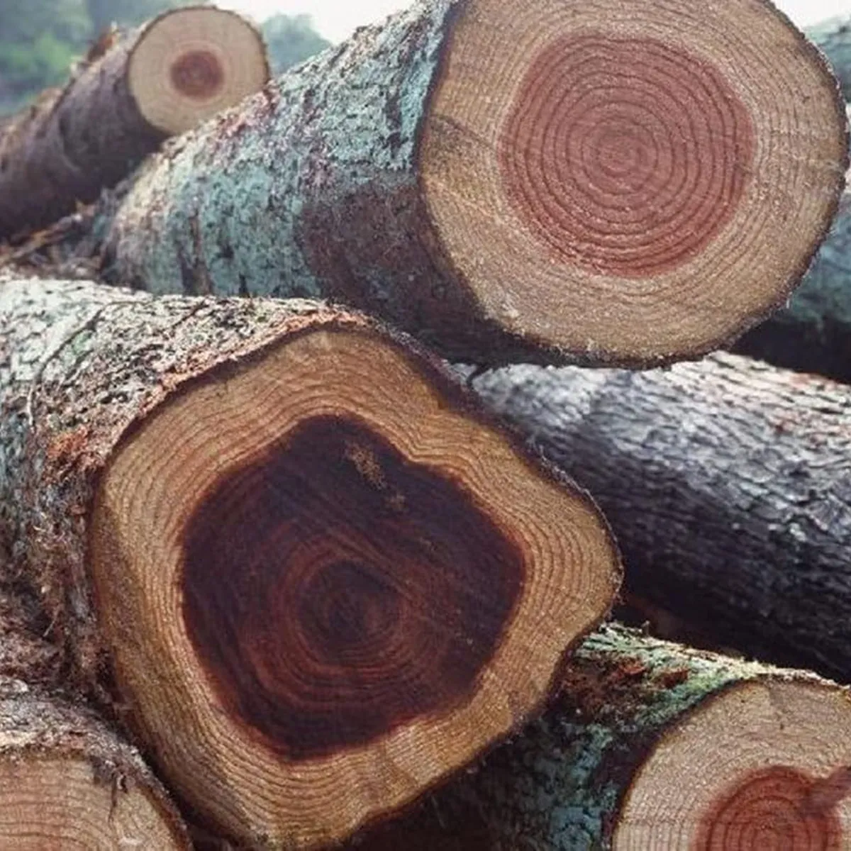 Top 10 loại gỗ tự nhiên phổ biến nhất và ưu, nhược điểm từng loại Top 10 loại gỗ tự nhiên phổ biến nhất và ưu, nhược điểm từng loại