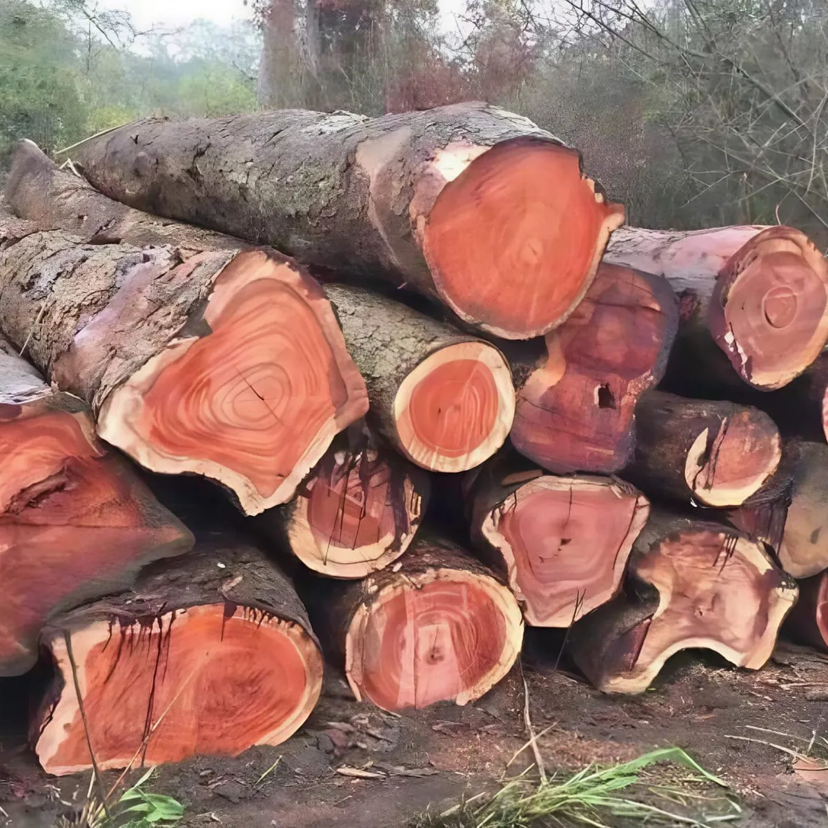 Tủ bếp gỗ gõ đỏ - 5 ưu điểm vượt trội, 3 lý do giá thành luôn cao    Tủ bếp gỗ gõ đỏ - 5 ưu điểm vượt trội, 3 lý do giá thành luôn cao