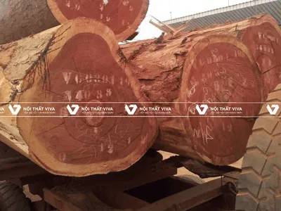 [Tìm hiểu] Gỗ xoan đào và ứng dụng, cách nhận biết gỗ xoan đào chuẩn nhất