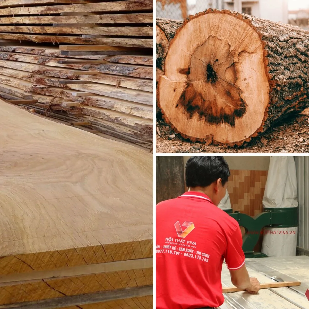 Gỗ sồi (Gỗ Oak): Phân loại và ứng dụng gỗ sồi trong thiết kế nội thất