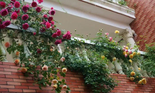 Trồng cây ở ban công nên trồng cây cảnh gì?