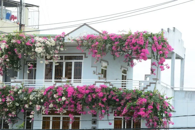 Trồng cây ở ban công nên trồng cây cảnh gì?