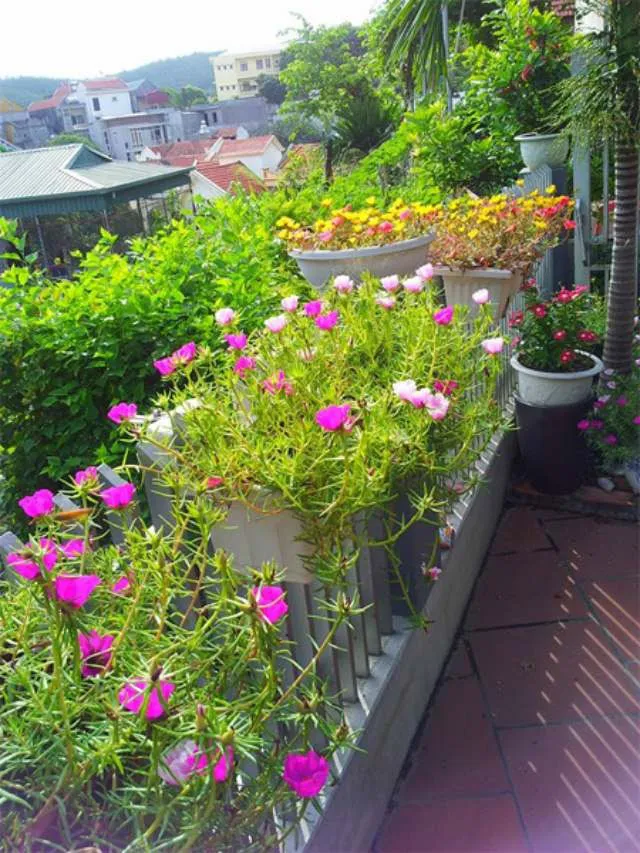 Trồng cây ở ban công nên trồng cây cảnh gì?