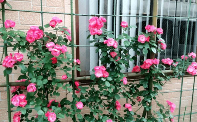 Trồng cây ở ban công nên trồng cây cảnh gì?