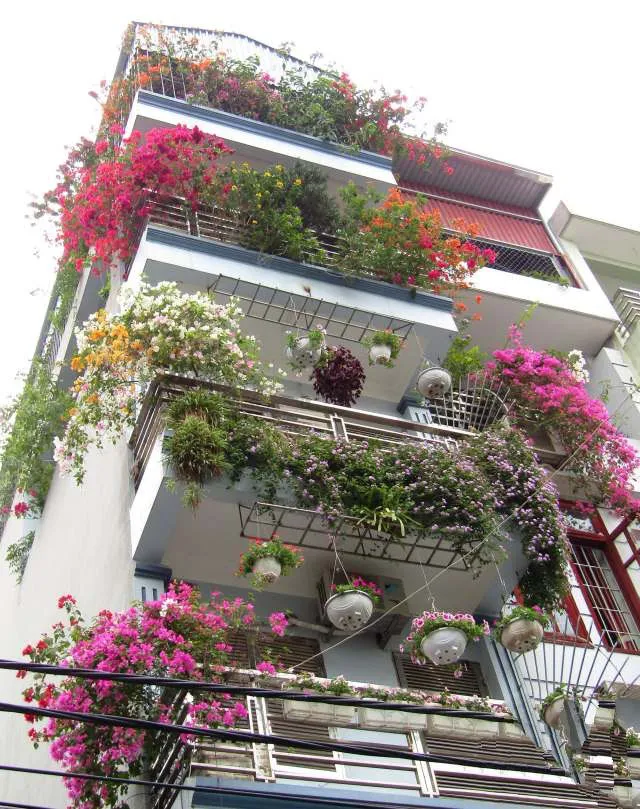 Trồng cây ở ban công nên trồng cây cảnh gì?