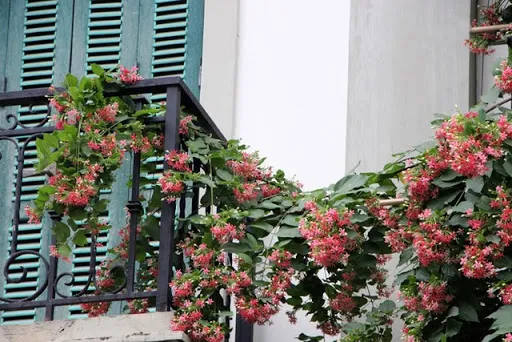 Trồng cây ở ban công nên trồng cây cảnh gì?