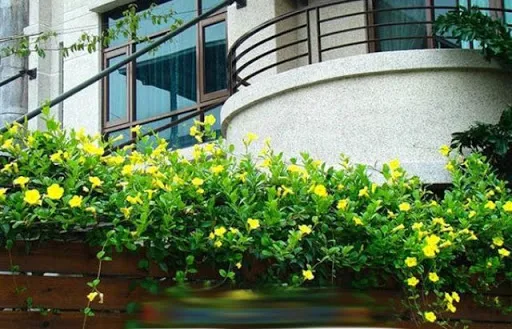 Trồng cây ở ban công nên trồng cây cảnh gì?