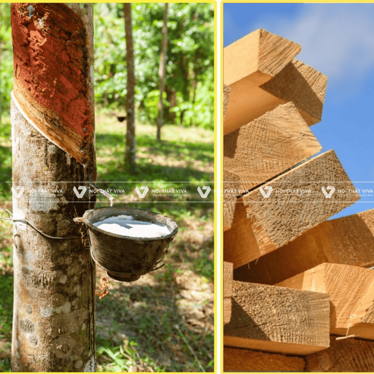 TOP 10+ mẫu bàn học sinh gỗ cao su chất lượng, giá tốt hiện nay TOP 10+ mẫu bàn học sinh gỗ cao su chất lượng, giá tốt hiện nay