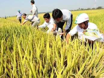 Việt Nam thua Thái Lan về giống nông sản?