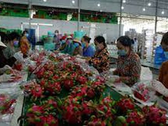 Nâng cao chất lượng nông sản Việt: Kỳ 1: Nông dân đổ bỏ