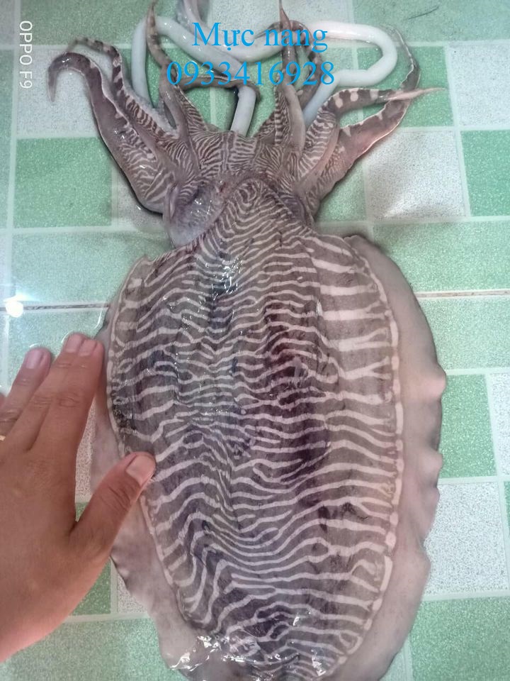 Cuttlefish  Mực nang  Từ Điển Hình