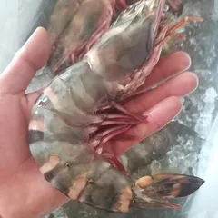 Mua tôm sú mẹ ở đâu tại Sài Gòn