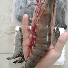 Tôm Sú Biển Giá Bao Nhiêu