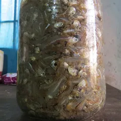 Hướng Dẫn Cách Làm Mắm Cá Cơm Cực Ngon