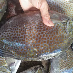 Cá Dìa Bông Tươi