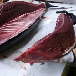 Cá Ngừ Đại Dương Ăn Sống