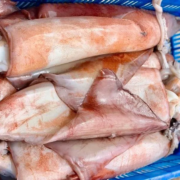 Mực Lá Đại Dương Khổng Lồ 
