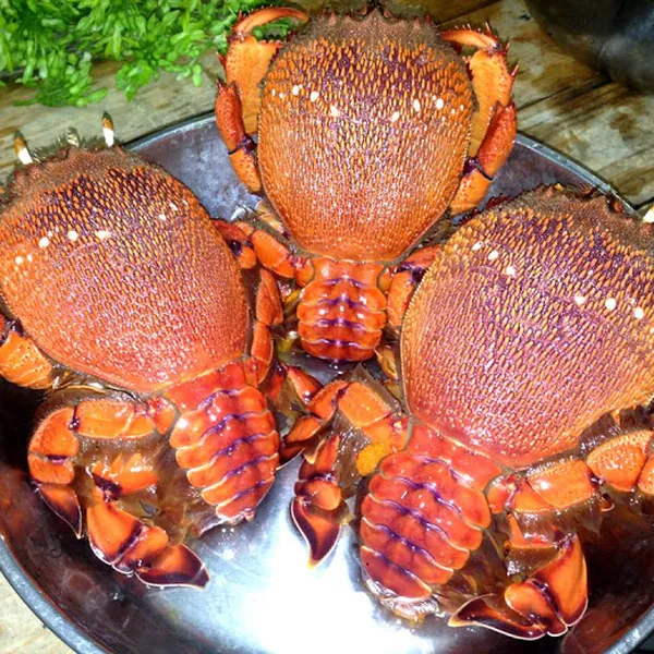 Cua Huỳnh Đế Sống Cao Cấp