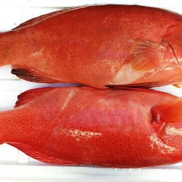 Cá Mú Sao Đỏ Tươi Ngon Chất Lượng Cao 