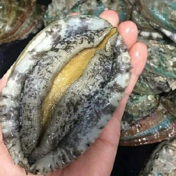 Bào Ngư Hàn Quốc Sống Giá Rẻ