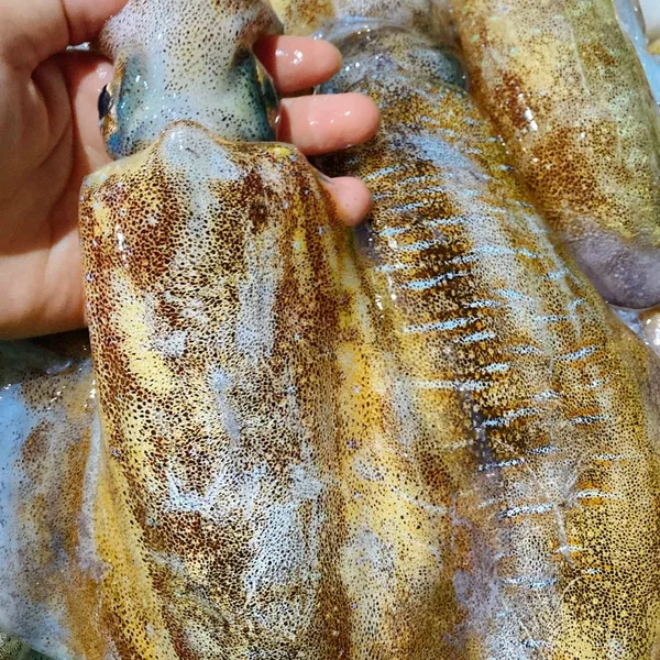 MỰC LÁ CÂU
