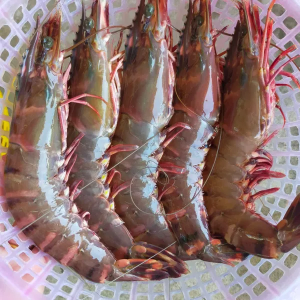 Tôm Sú Tự Nhiên Khổng Lồ  Size  8-9c/ký