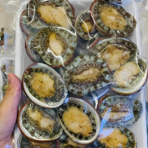 Bào Ngư Cam Ranh, Tươi Ngon, Giòn, Ngọt