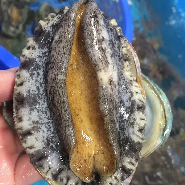 Bào Ngư Hàn Quốc Sống Giá Rẻ