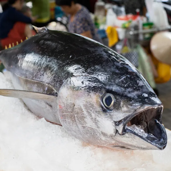 Cá Ngừ Đại Dương Nguyên Con