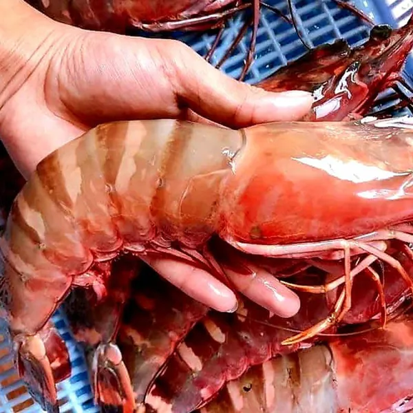 Tôm Sú Đỏ 6-7c/ký 