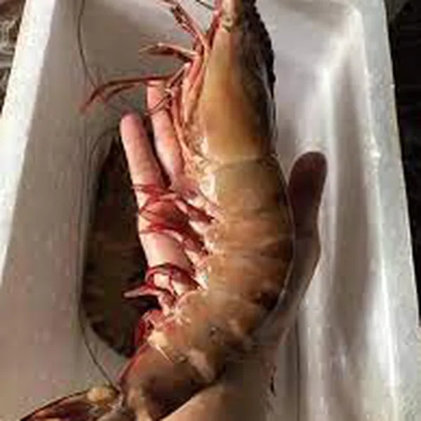 Tôm Sú Mẹ Size 3-5c 