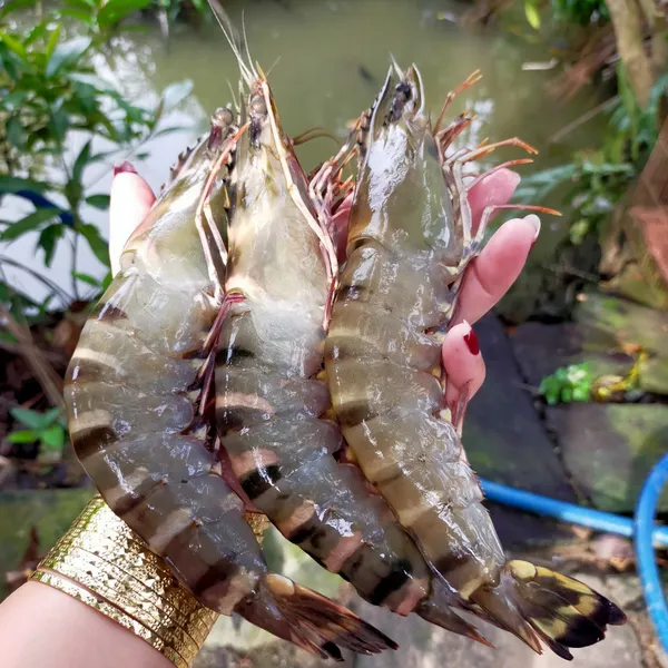 Tôm Sú Tự Nhiên Khổng Lồ  Size  8-9c/ký