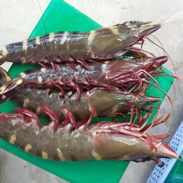 Tôm Sú Tự Nhiên Khổng Lồ  Size  8-9c/ký