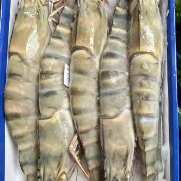 Tôm Sú Biển Mẹ Size 5-6c 