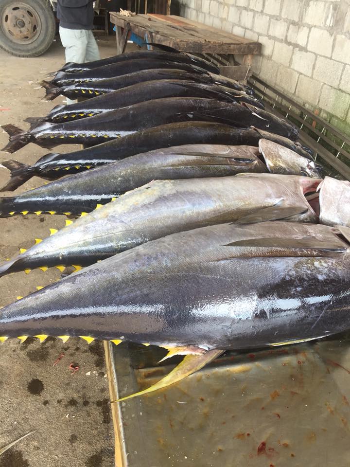 33396392_1997703966969935_6597079679440519168_n.jpg (110 KB)