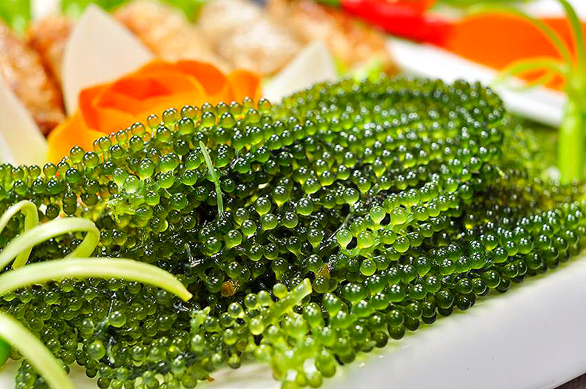 Rong nho biển Rong-nho-bien.jpg (562 KB)